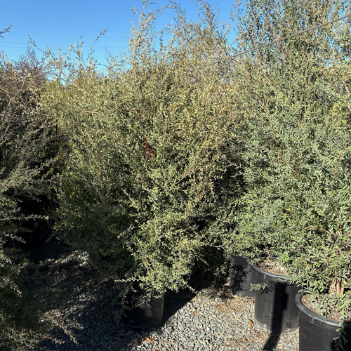 Australian Tea Tree