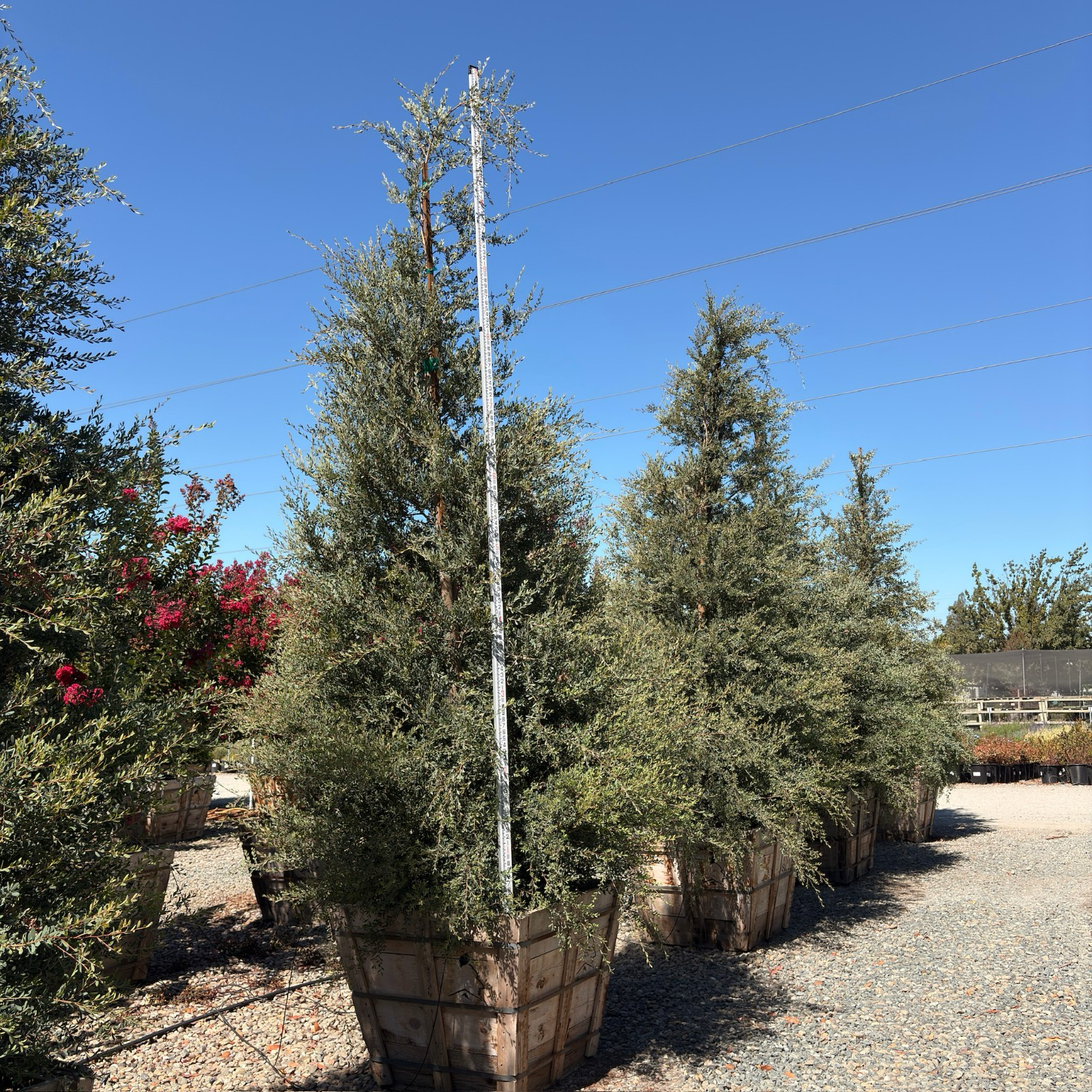 Australian Tea Tree