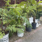Australian_Tree_Fern