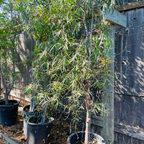 Potted Australian Willow trees against a wooden fence