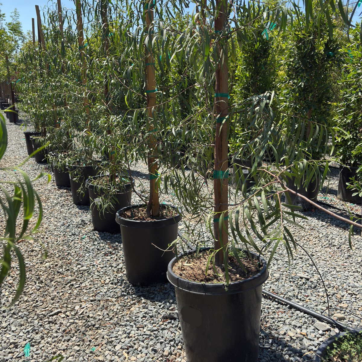 Australian Willow