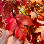 Autumn Blaze Jeffersred Maple