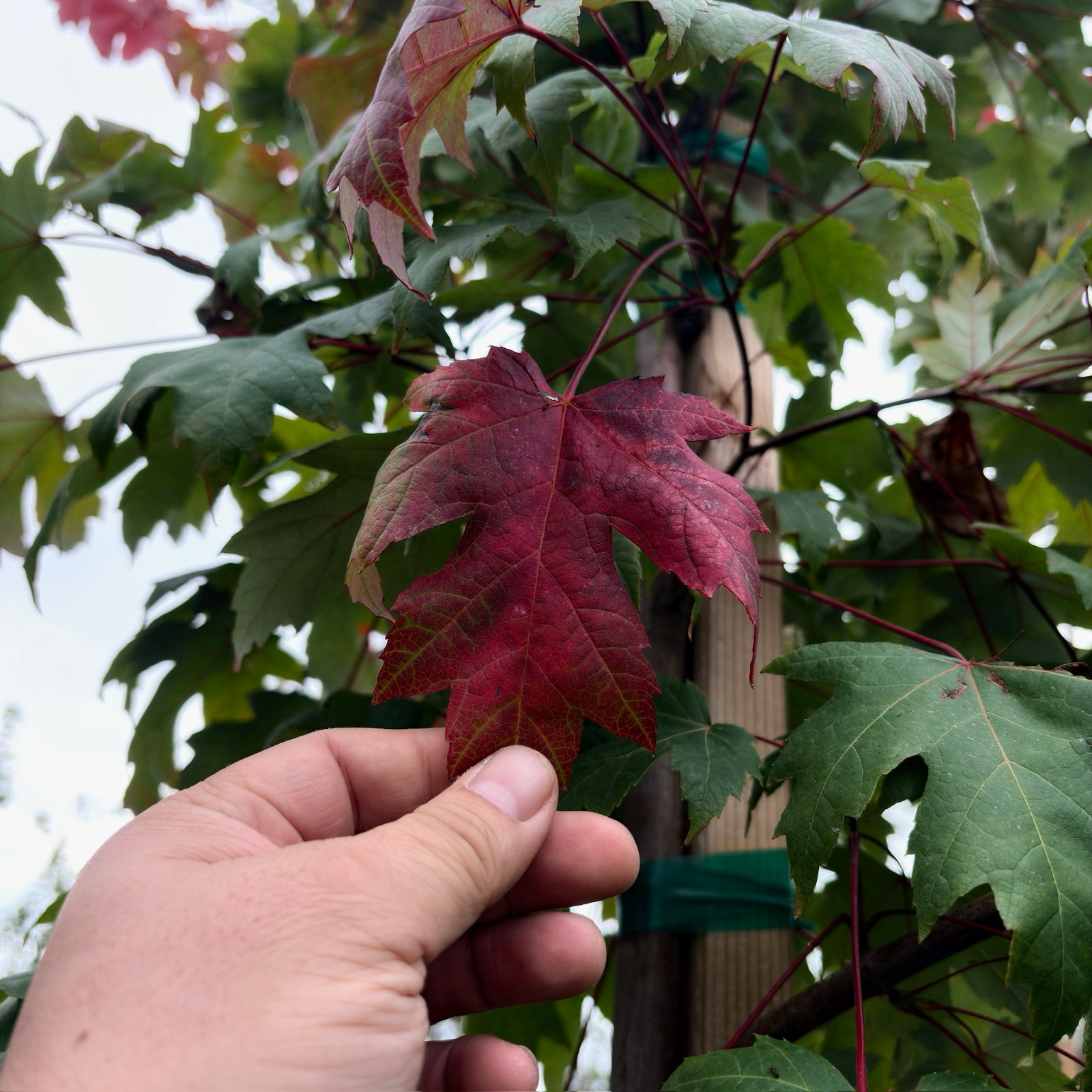 Autumn Blaze Jeffersred Maple