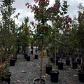Autumn Blaze Red Maple