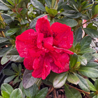 Autumn Fire Encore Azalea