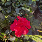 Autumn Fire Encore Azalea