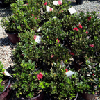 Autumn Fire Encore Azalea