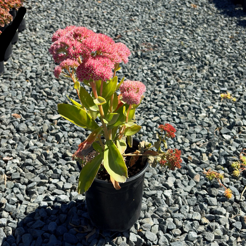 Autumn Fire Stonecrop, Sedum