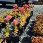 Autumn Fire Stonecrop, Sedum