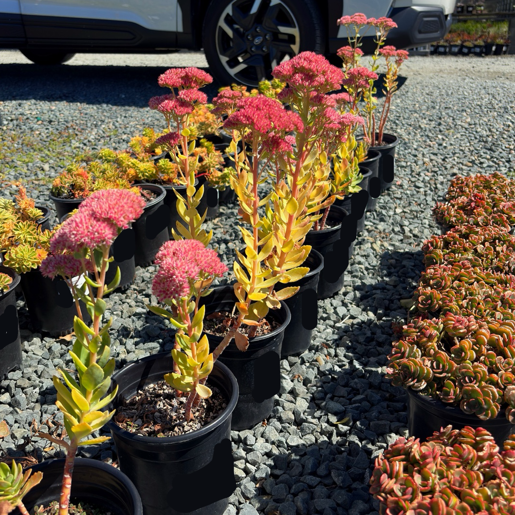Autumn Fire Stonecrop, Sedum