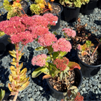 Autumn Fire Stonecrop, Sedum