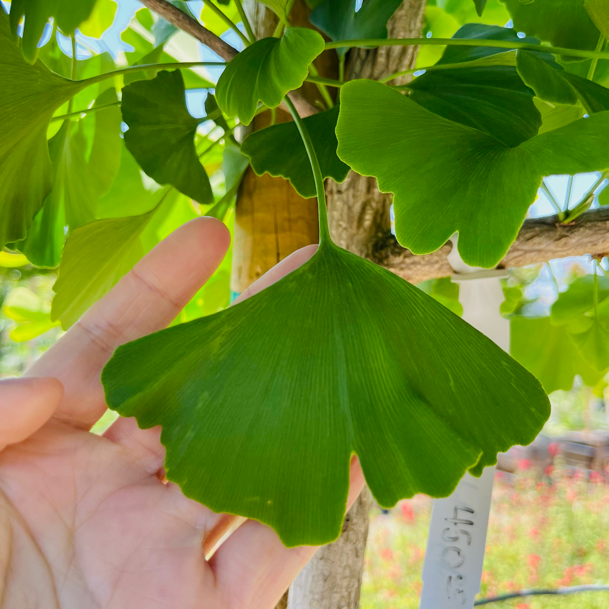 Autumn Gold Ginkgo 