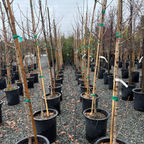 Autumn Gold Ginkgo