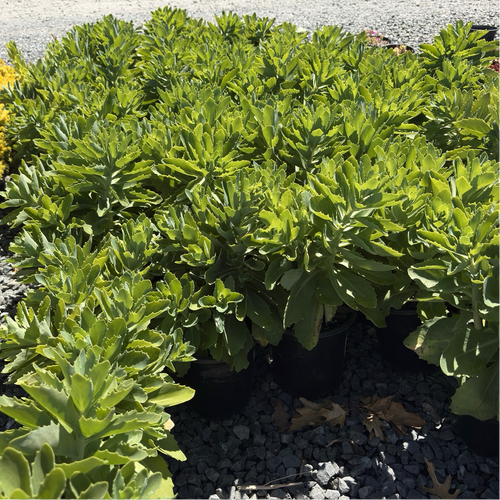 Autumn Joy Sedum