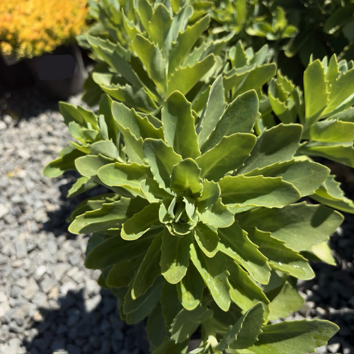 Autumn Joy Sedum