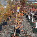Potted Autumn Moon Fullmoon Maple trees with autumn foliage in a nursery setting