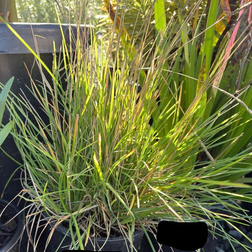 Autumn Moor Grass