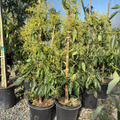 Avocado 'Pinkerton'