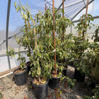 Avocado 'Pinkerton'