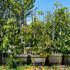 Avocado 'Pinkerton'
