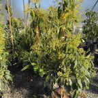 Avocado 'Pinkerton'