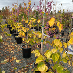 Avondale Redbud