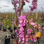 Avondale Redbud