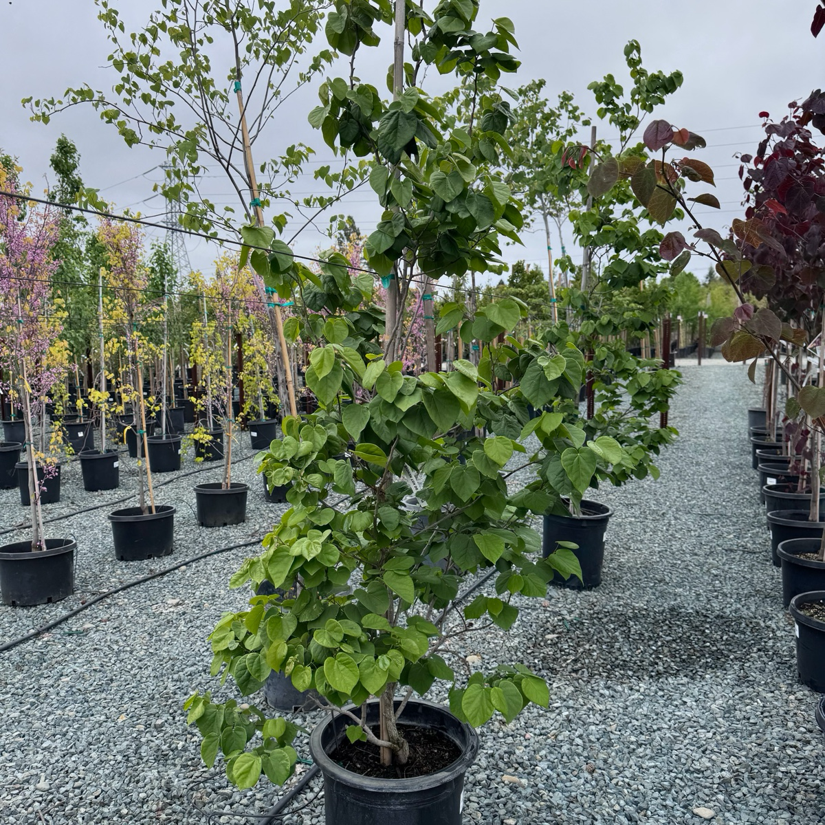 Avondale Redbud