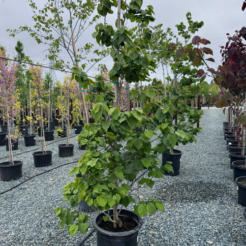 Avondale Redbud