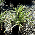 Aztec Grass Lily Turf