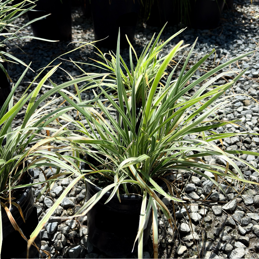 Aztec Grass Lily Turf