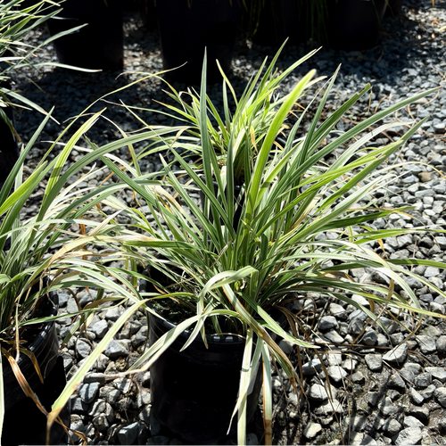 Aztec Grass Lily Turf