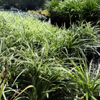 Aztec Grass Lily Turf