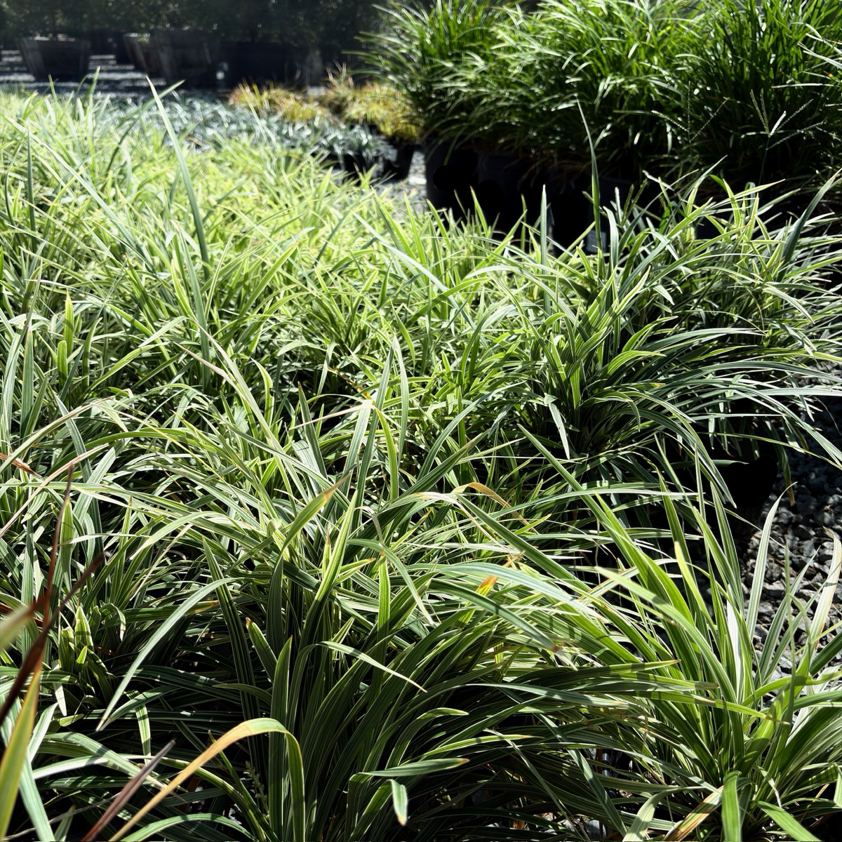 Aztec Grass Lily Turf