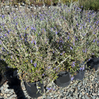 Azureum Bush Germander
