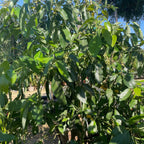 B Fuerte Avocado