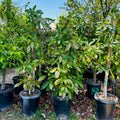 B Fuerte Avocado
