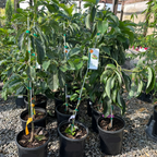 B Zutano Avocado