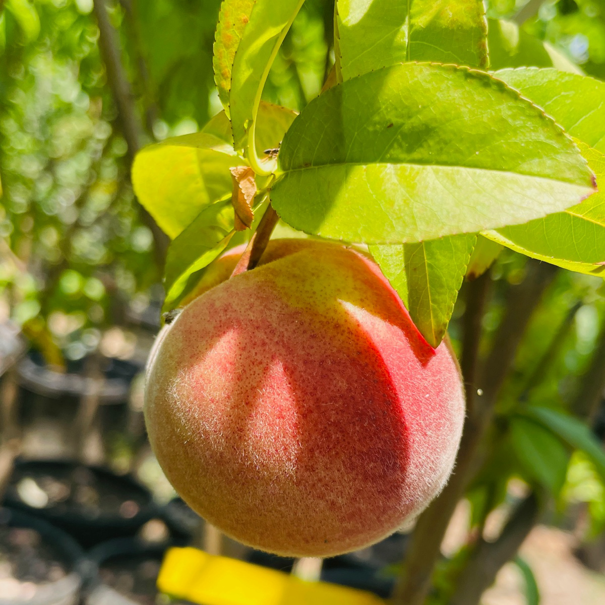 Babcock Peach