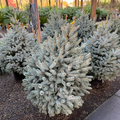 Baby Blue Colorado Spruce