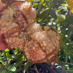 Babylonian White Pomegranate