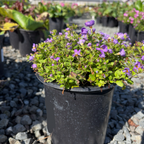Bacopa
