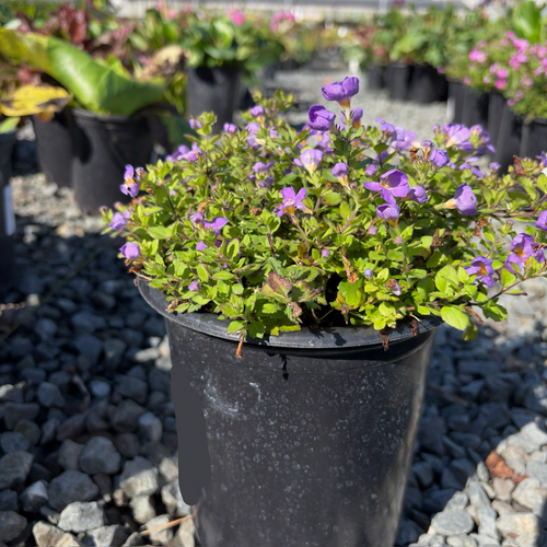 Bacopa