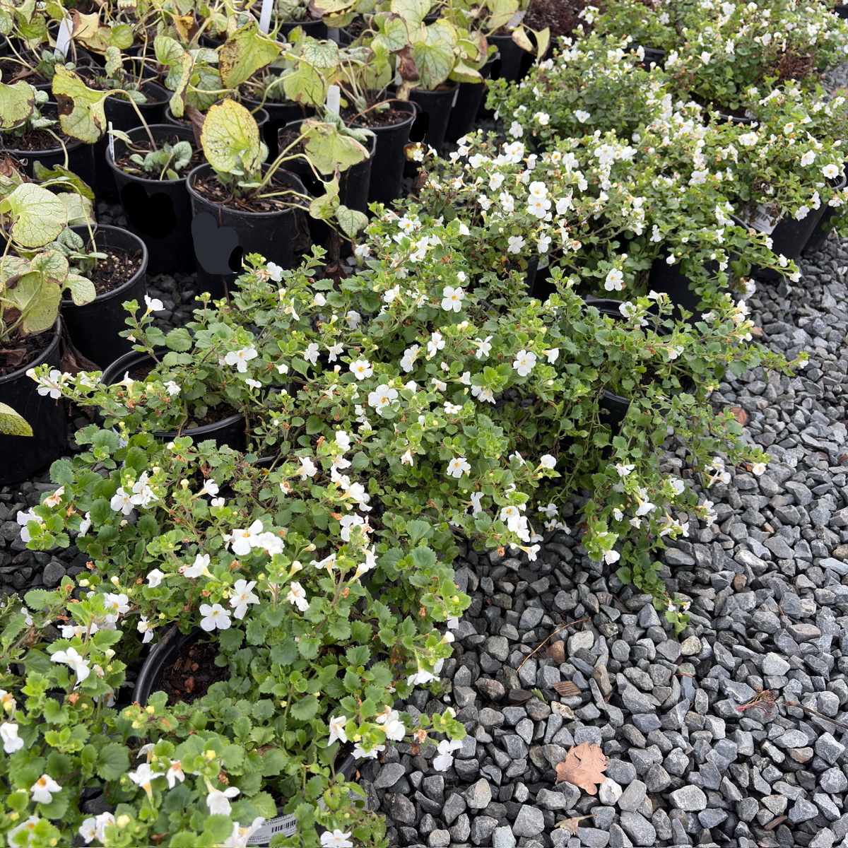 Bacopa