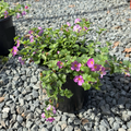Bacopa