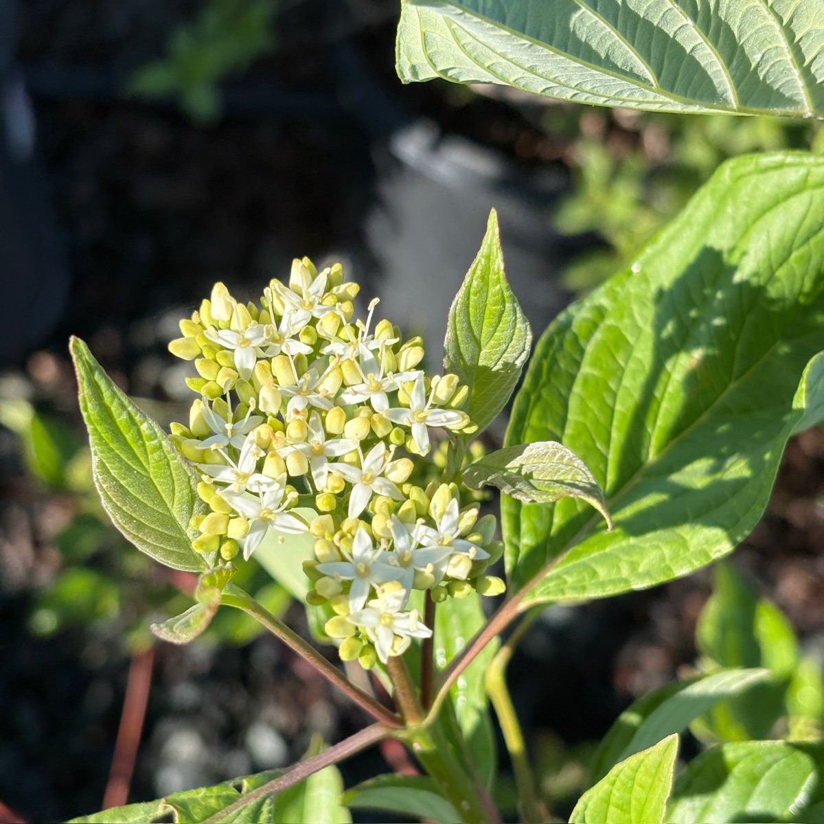 Bailey's Redtwig Dogwood