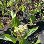 Bailey's Redtwig Dogwood