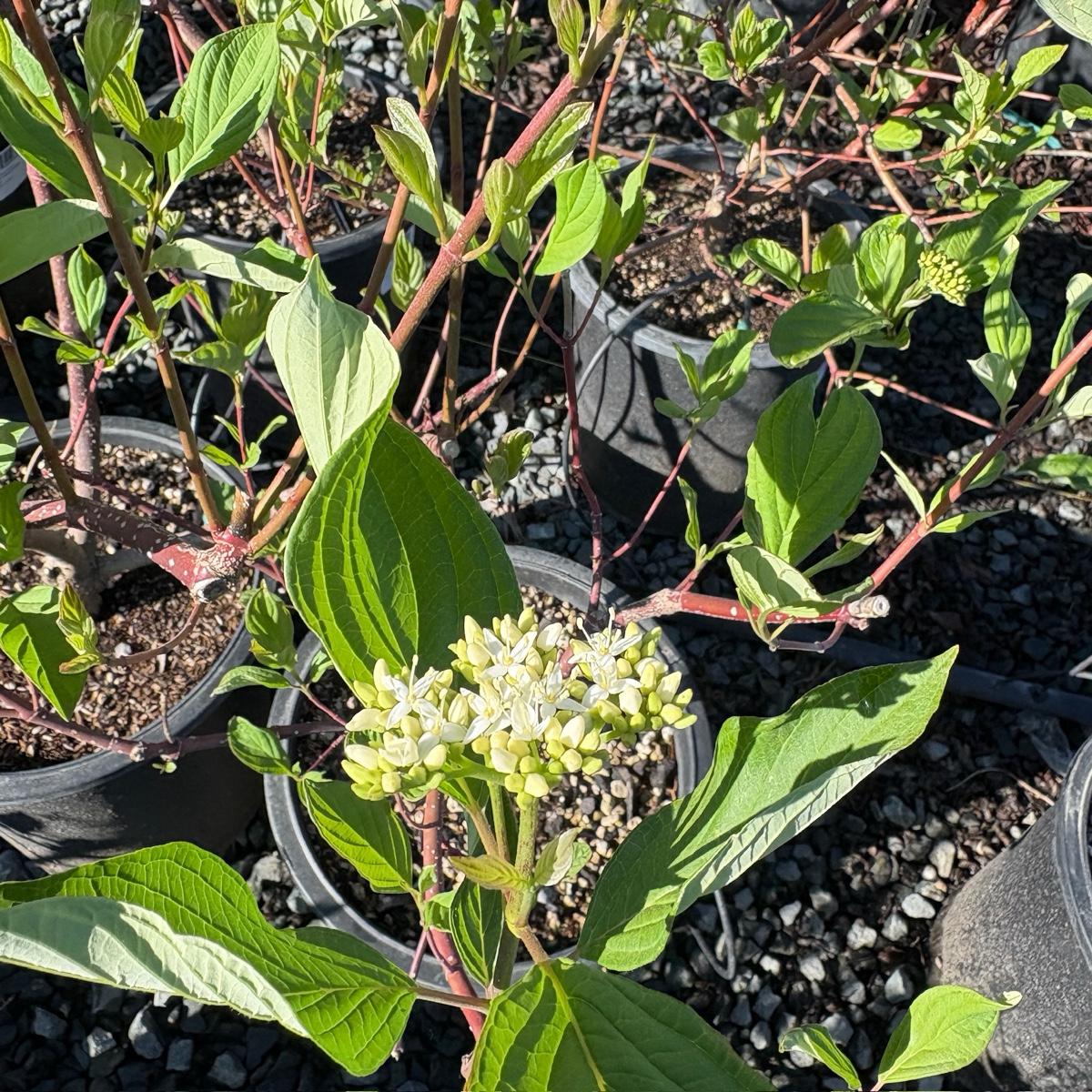 Bailey's Redtwig Dogwood