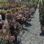 Ballerina Indian Hawthorn