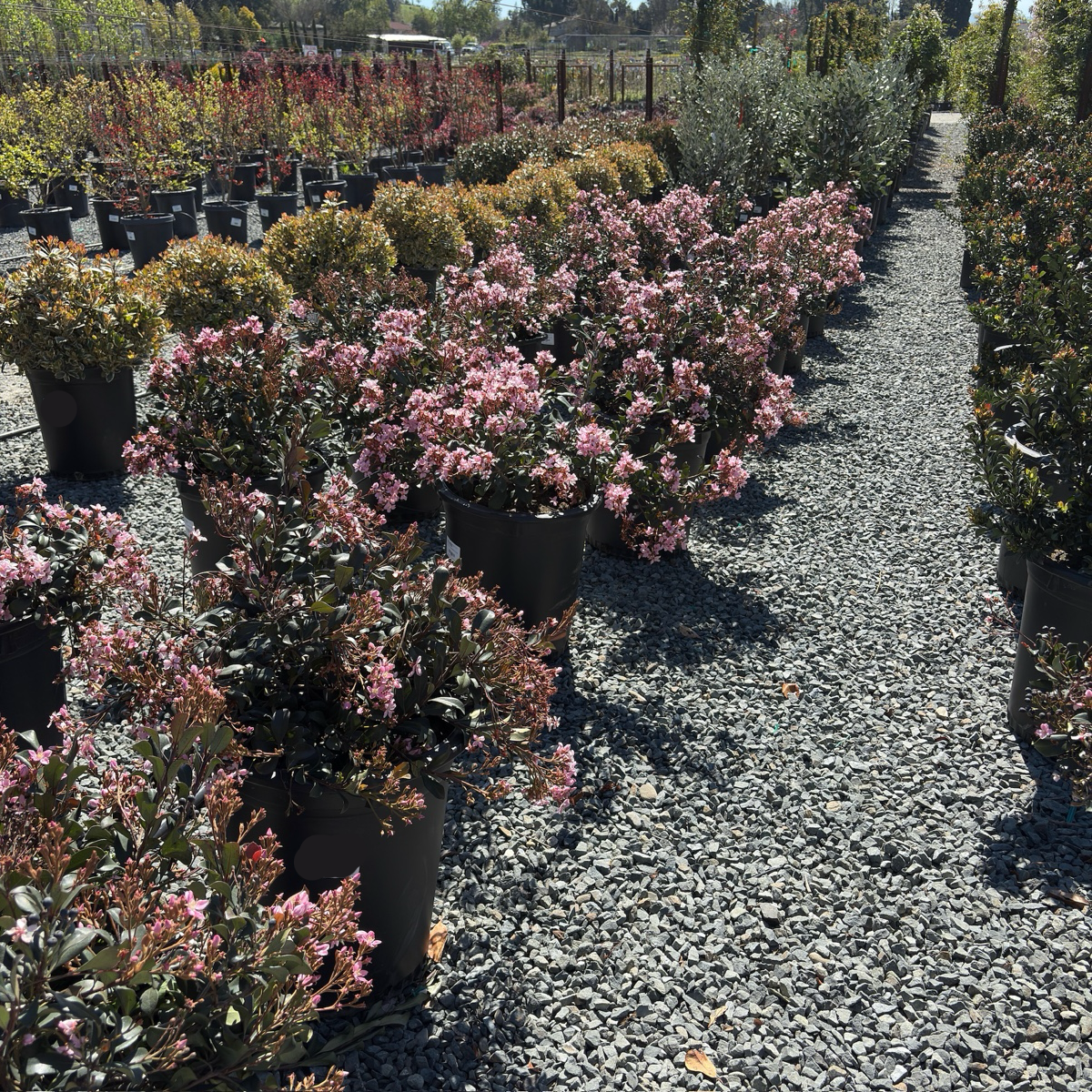 Ballerina Indian Hawthorn